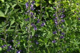 Baptisia australis bestellen